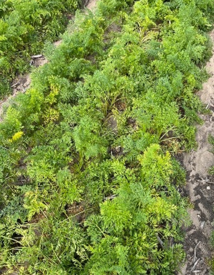 Carrots under moisture stress.